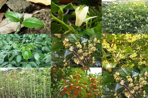 桂花树高度冠幅胸径多大1682903548809