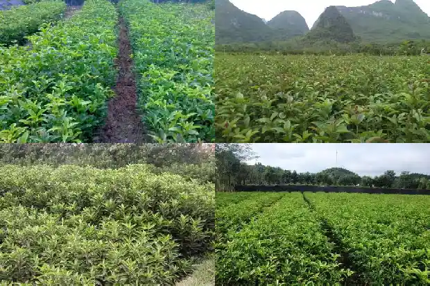 桂花树高度冠幅胸径多大1682903548856