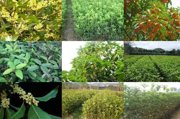 桂花树高度控制多高1682903566591