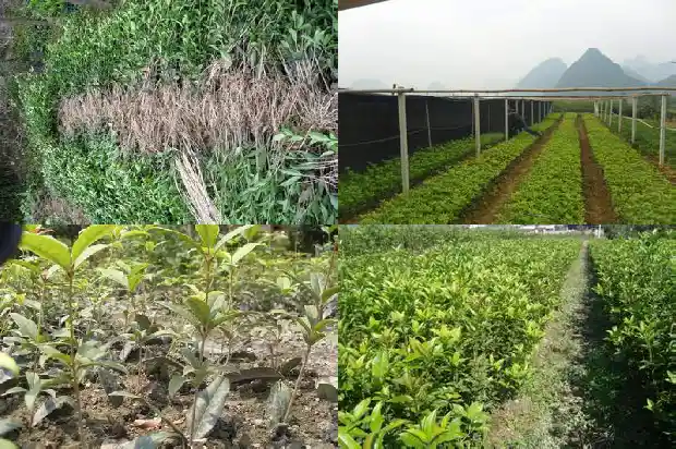 怎样控制桂花树长高1682903586552