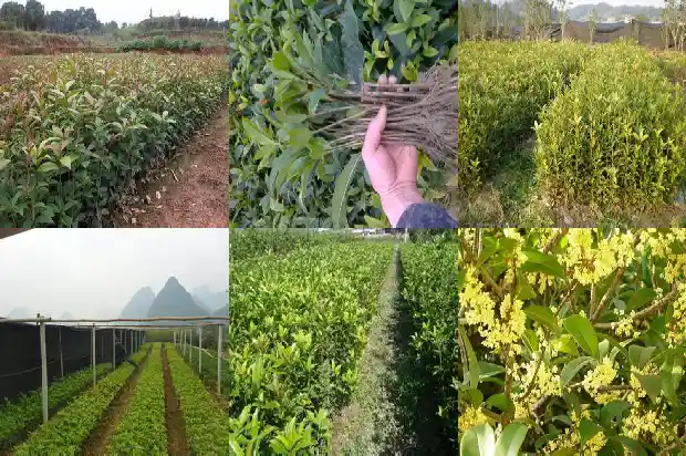 桂花树几米高可以栽活1682903602277