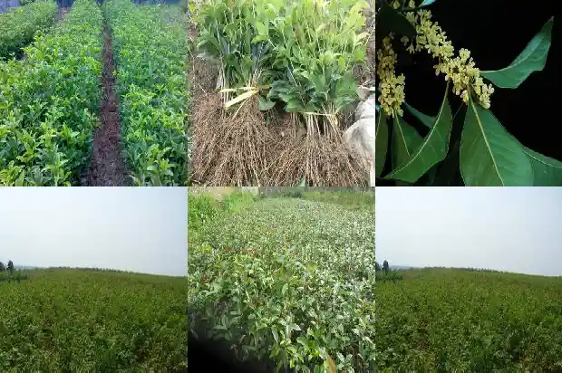 桂花树几米高可以栽活1682903602325