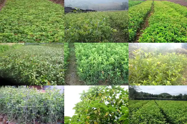 桂花树一般有多高啊1682903638320