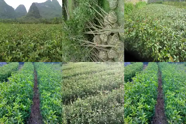 桂花树一般有多高啊1682903638367