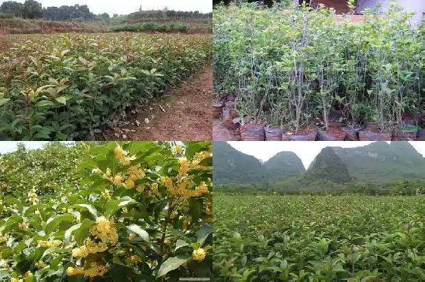 月桂树与桂花树1682903658565