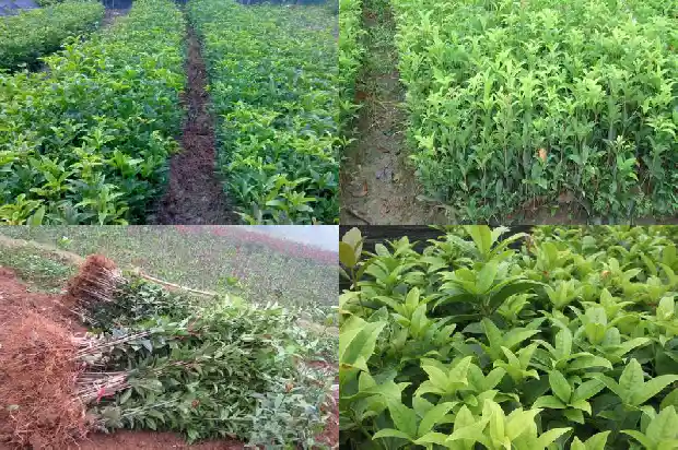 月桂树与桂花树1682903658613
