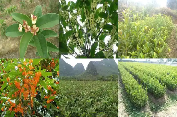 月桂树与桂花树1682903658661