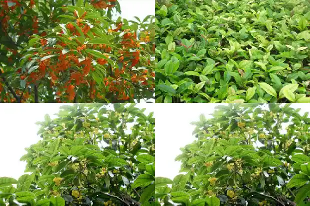 月桂树与桂花树1682903658709