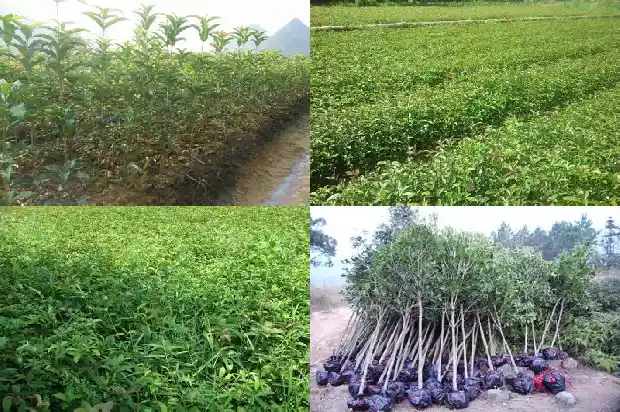 桂花树几月才会开花呢1682903678545
