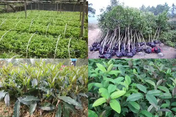 丛生桂花合抱桂花1682903753297