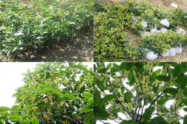 月桂花树怎样栽培成活率高些1682903773157