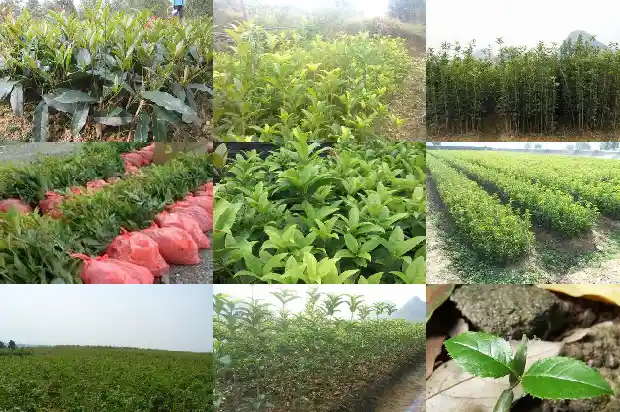 月桂花树怎样栽培成活率高些1682903773205