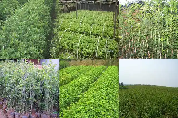 月桂花树怎样栽培成活率高些1682903773253