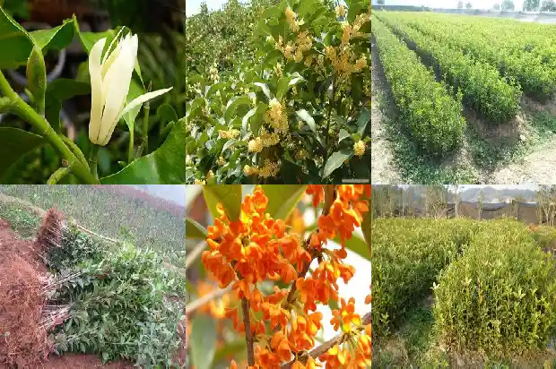 月桂花树怎样栽培成活率高些1682903773300