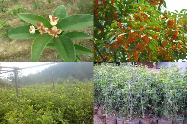 月桂花种植布置1682903790946