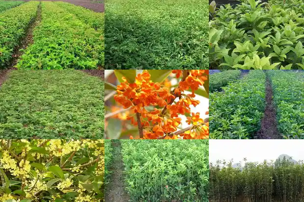 桂花种植土壤要求1682903810651