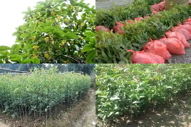桂花种植土壤要求1682903810699