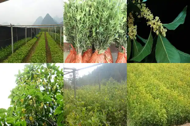 桂花树每年几月开花结果1682903832441