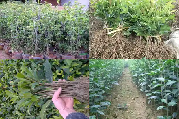 桂花树每年几月开花结果1682903832489