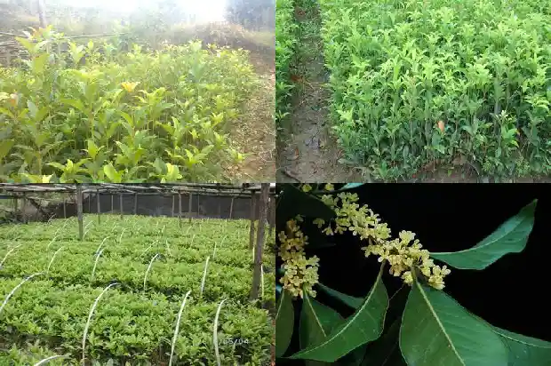 桂花树每年几月开花结果1682903832537