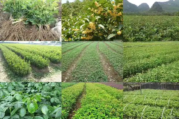 桂花树成长期1682903850077