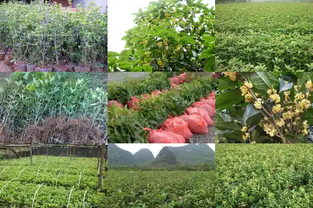 桂花树一月份开花1682903867347