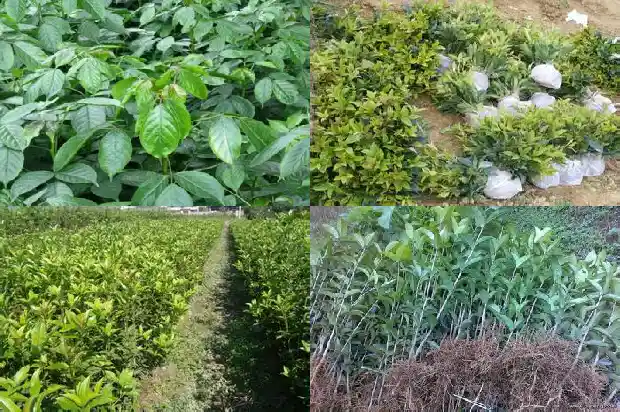 桂花树多长时间能开花1682903884402