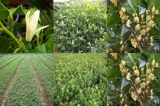桂花树多长时间能开花1682903884498