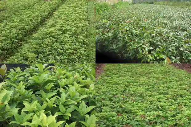 冬季移栽桂花树注意事项1682903900025