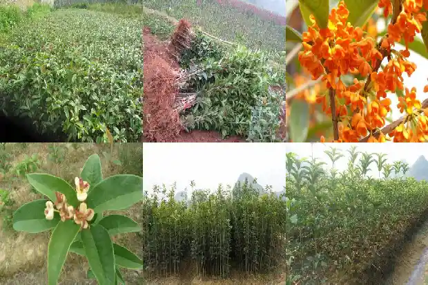 桂花树啥时候移栽成活率高些1682903921980