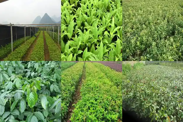 几月份移栽桂花树成活率高呢1682903985372