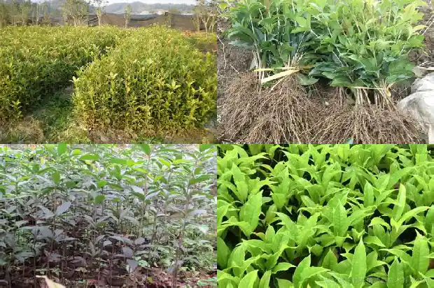 桂花盆栽移植1682903993291