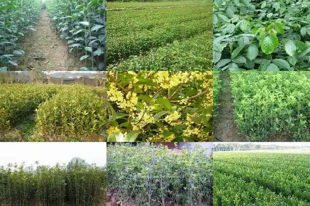 冬天能不能种桂花树1682904024414