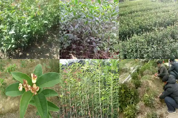 冬天能不能种桂花树1682904024462