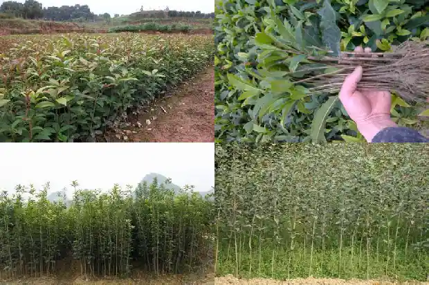 桂花树多大能开花了1690418391139