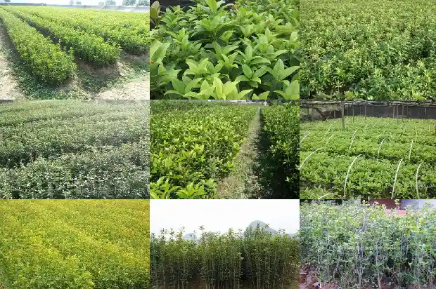 今年桂花儿为什么这样红1690591571965