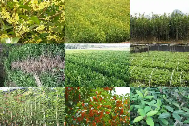 怎样养活桂花树1682904048458