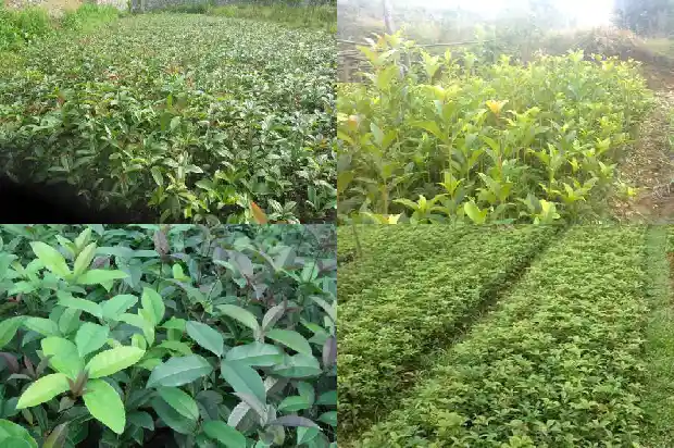 桂花茶养胃还是伤胃的1689381821472