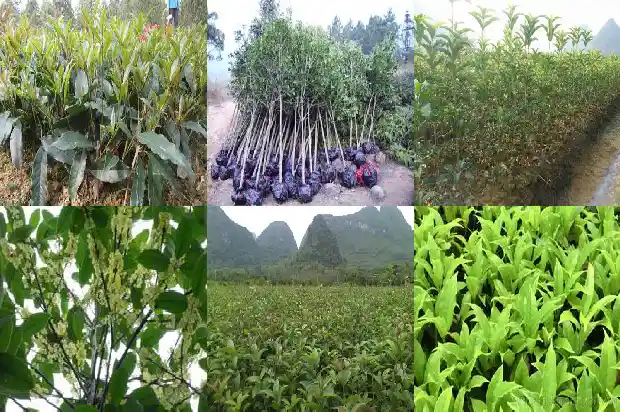 桂花树的冠幅是多少毫米1690763780520