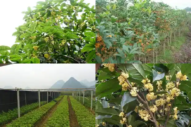 怎样栽桂花树才容易成活1682904058198