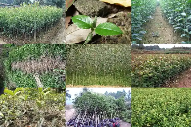 怎样栽桂花树才容易成活1682904058245
