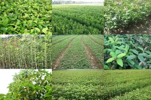 怎样栽桂花树才容易成活1682904058293