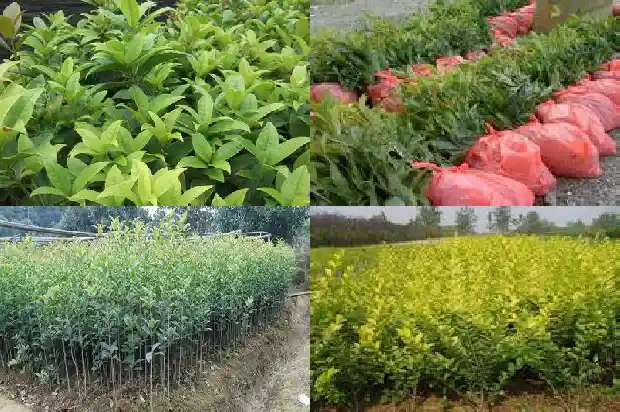 玫瑰桂花的功效与作用是什么1689313432378