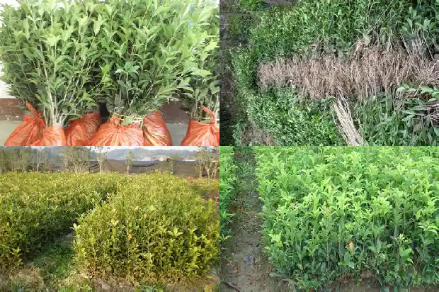 桂花树树干直不直1682904100248
