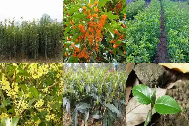 桂花树树干直不直1682904100295