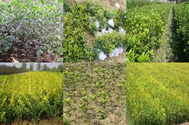 桂花树树干直不直1682904100343