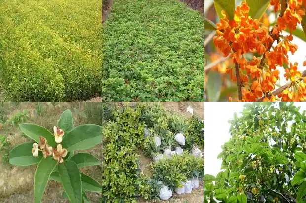 桂花树市场发展方向1682904119895