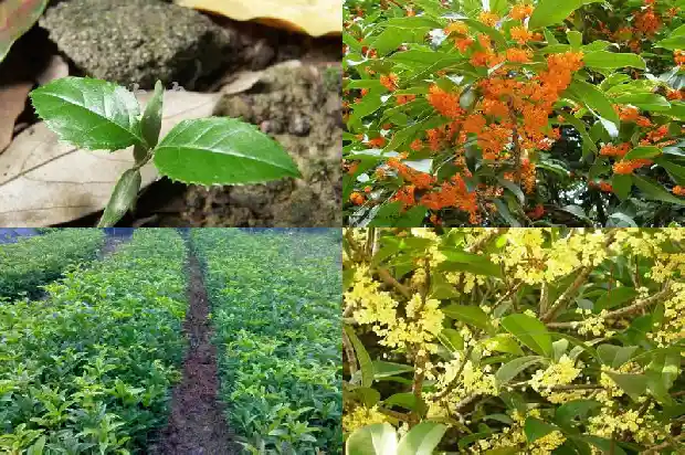 20年桂花1682904129912