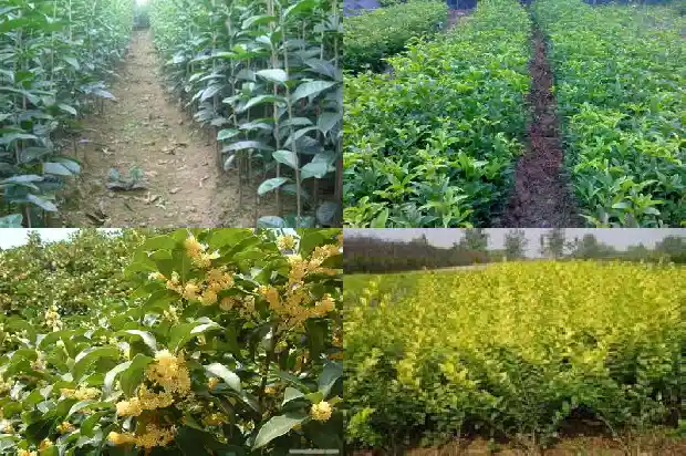20年桂花1682904129959