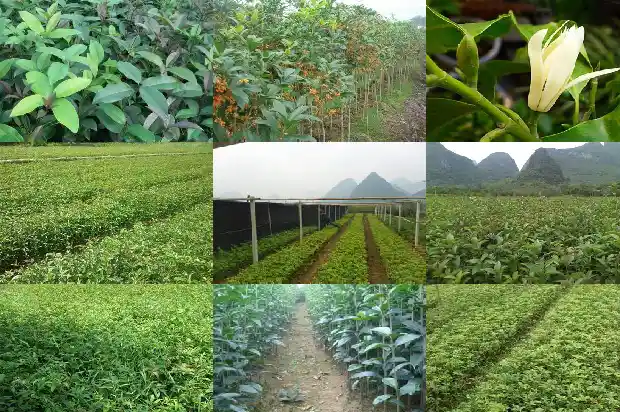 20年的桂花树能卖多少钱一斤1689898793070